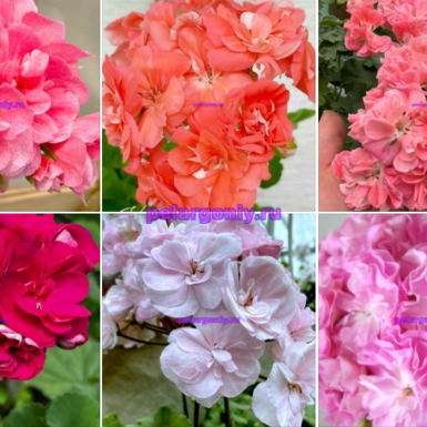 .Набор №6 👍💥🌸🌼🌷