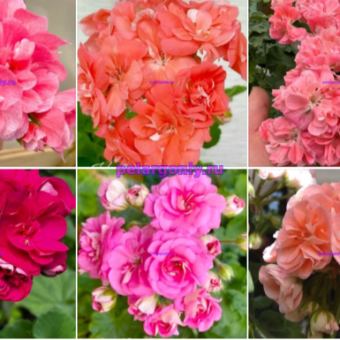 .Набор №6 👍💥🌸🌼🌷
