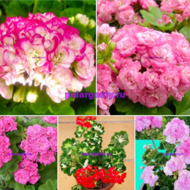 .Набор №1 👍💥🌸🌼🌷