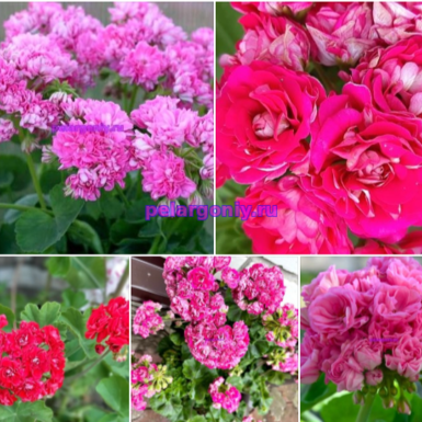 .Набор №2 👍💥🌸🌼🌷